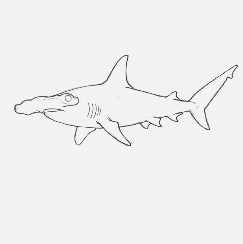Hammerhead Shark Drawing