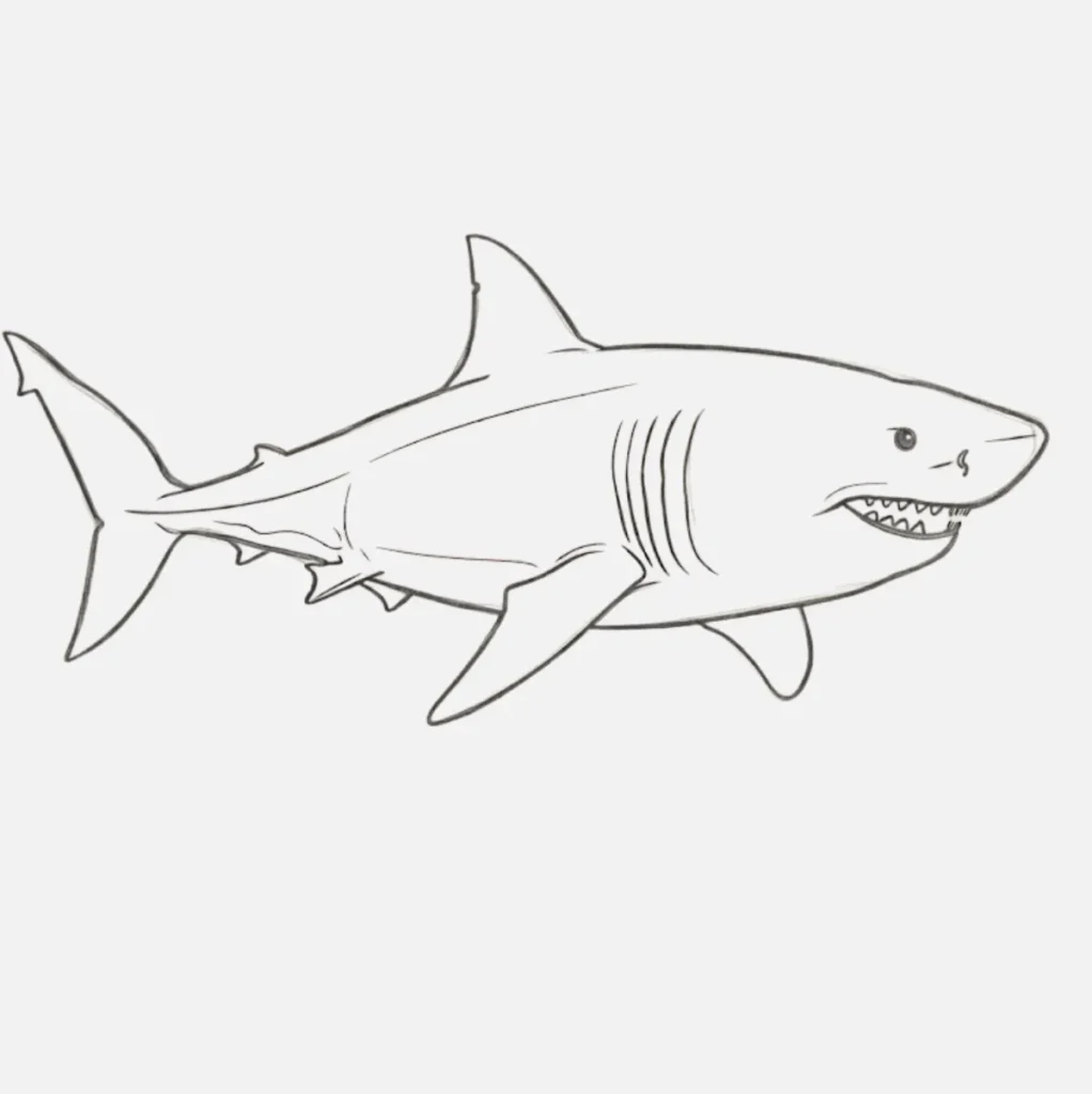 Realistic Shark Drawing