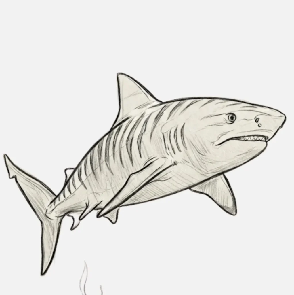 Tiger Shark Drawing